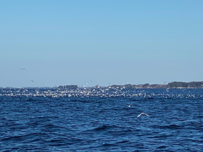 working birds over rockfish