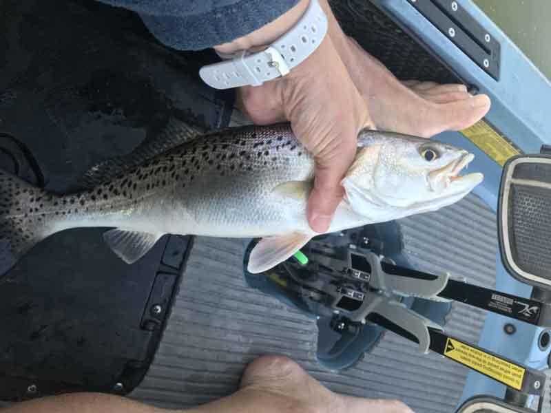 speckled trout