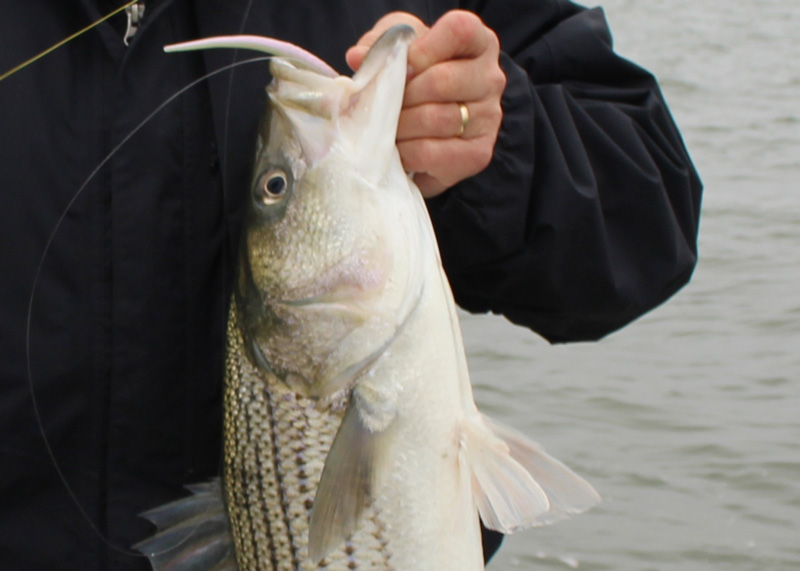 lower chesapeake bay fishing
