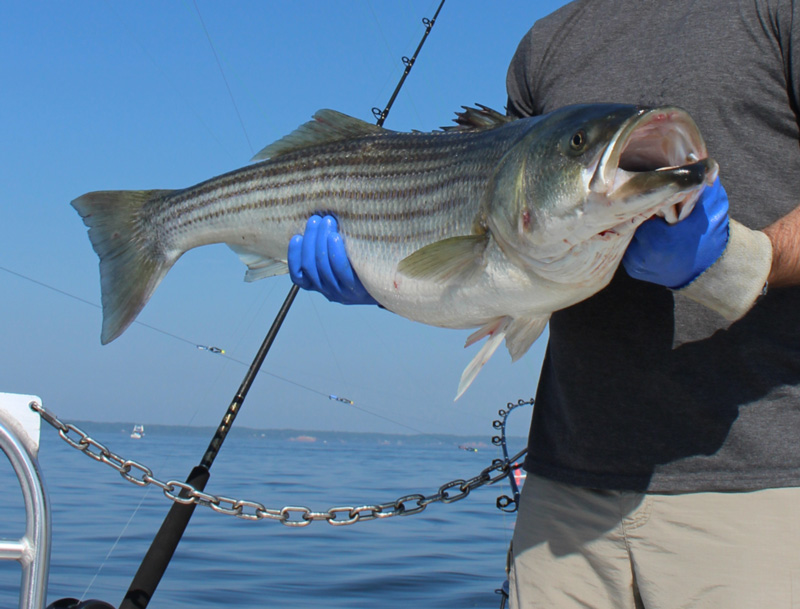 trolling for rock in the chesapeake bay