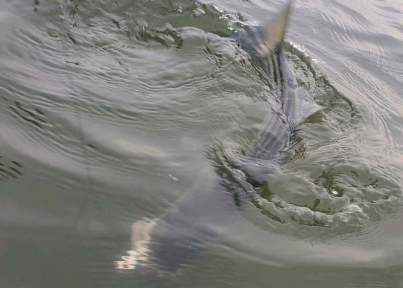 striper on jig