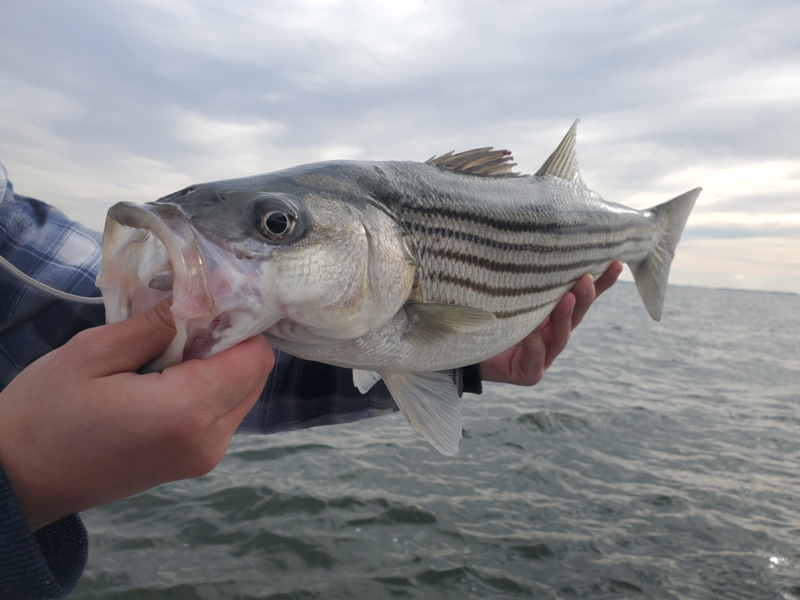 lower bay rockfish action