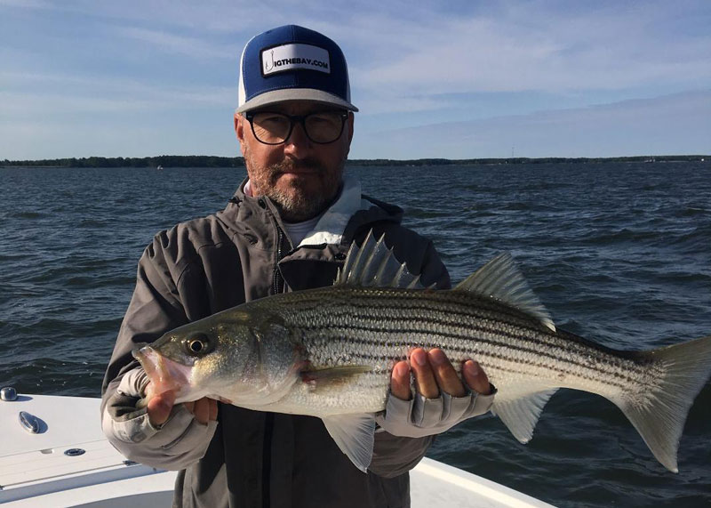 rockfish caught in lower bay
