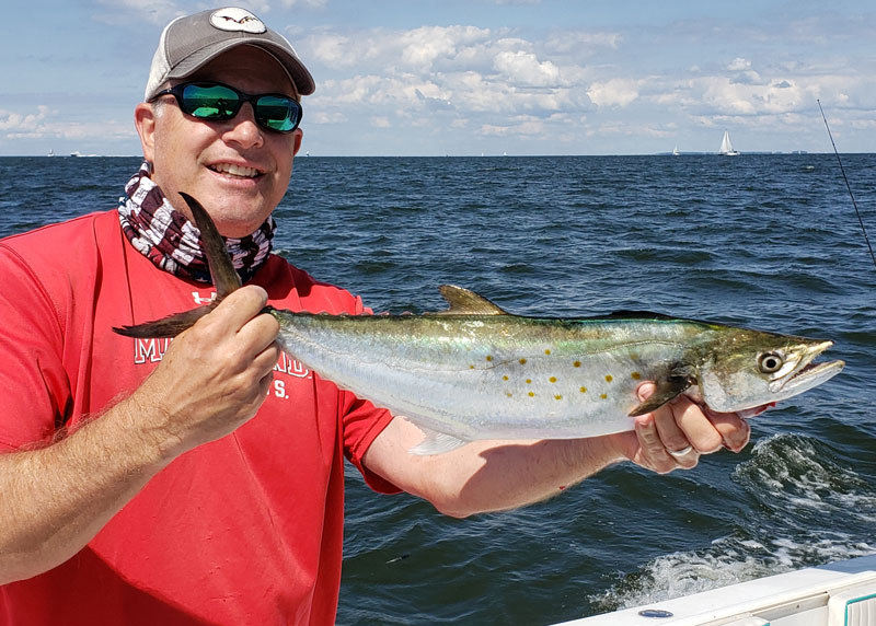 spanish mackerel trolled in the chesapeake