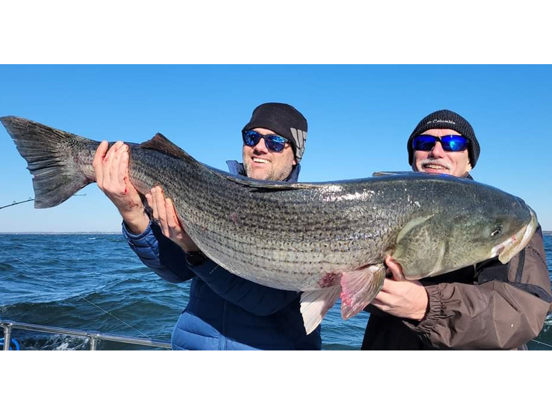 lower bay rockfish