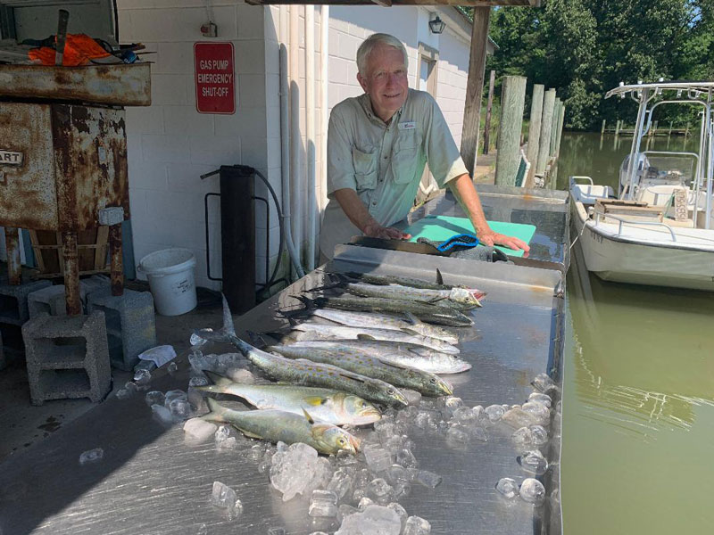 spanish mackerel caught in the lower chesapeake