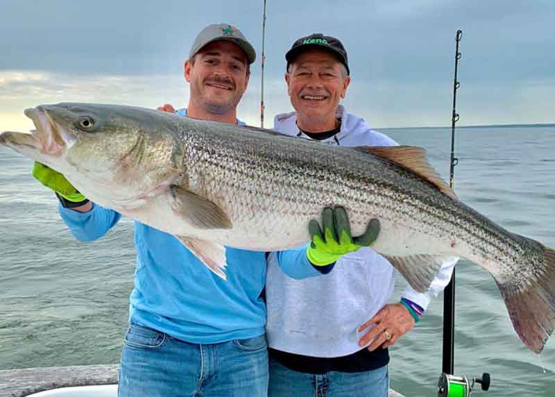 huge rockfish in the chesapeake