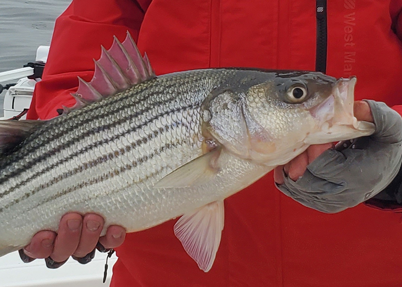 football rockfish