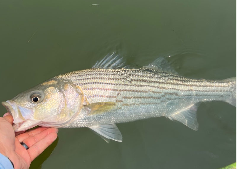 rock fish in potomac river