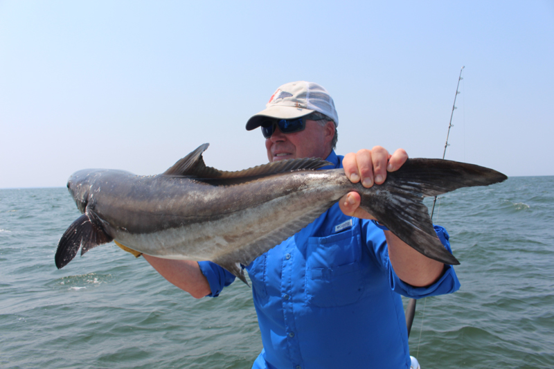 cobia in chesapeake