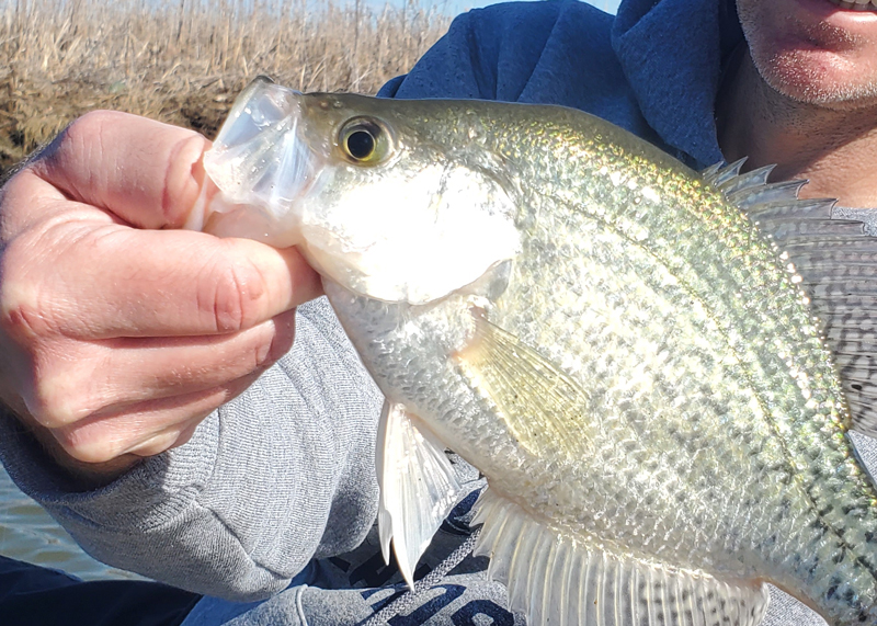 fishing for crappie fish