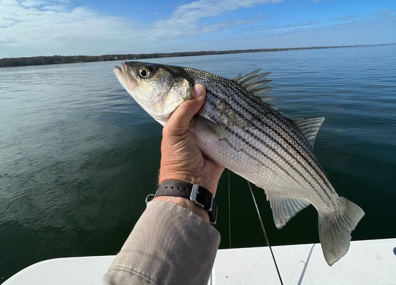 potomac rock fish