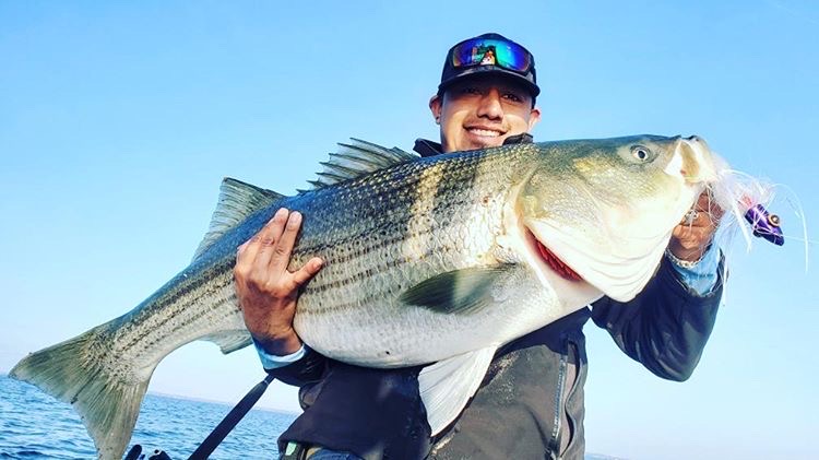 big rockfish in lower bay