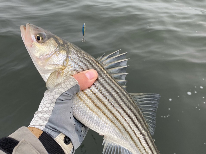 little rockfish