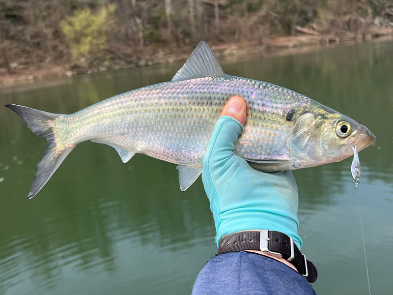 potomac hickory shad fishing