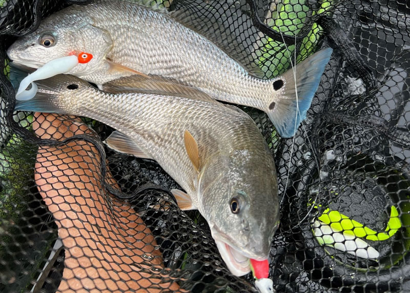 red drum in the lower chesapeake bay