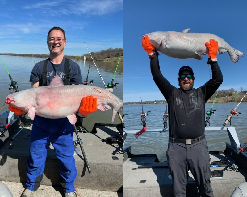 huge potomac river catfish