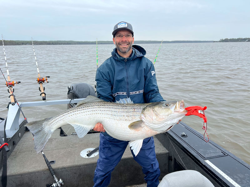 potomac river rockfish