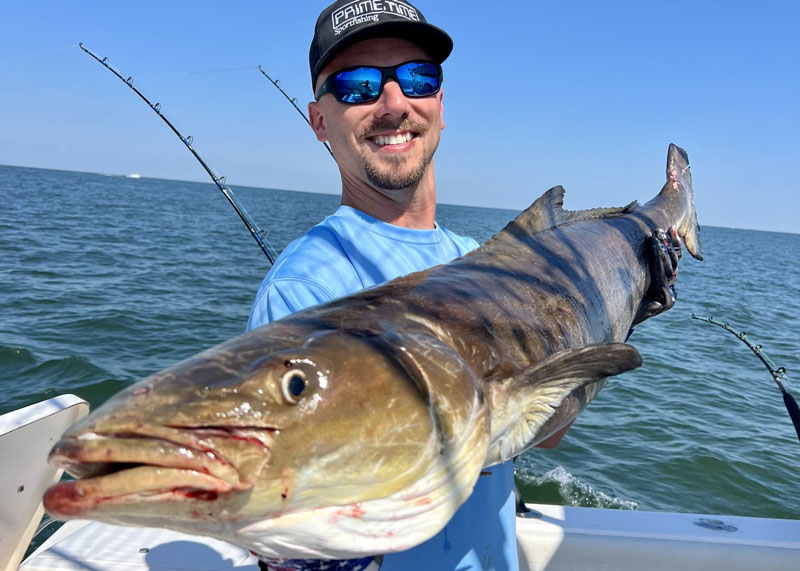 lower bay cobia fish