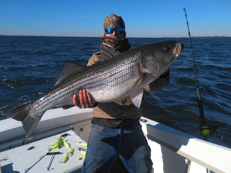 lower bay trophy rockfish