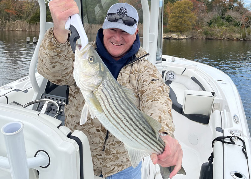 lower bay stripers