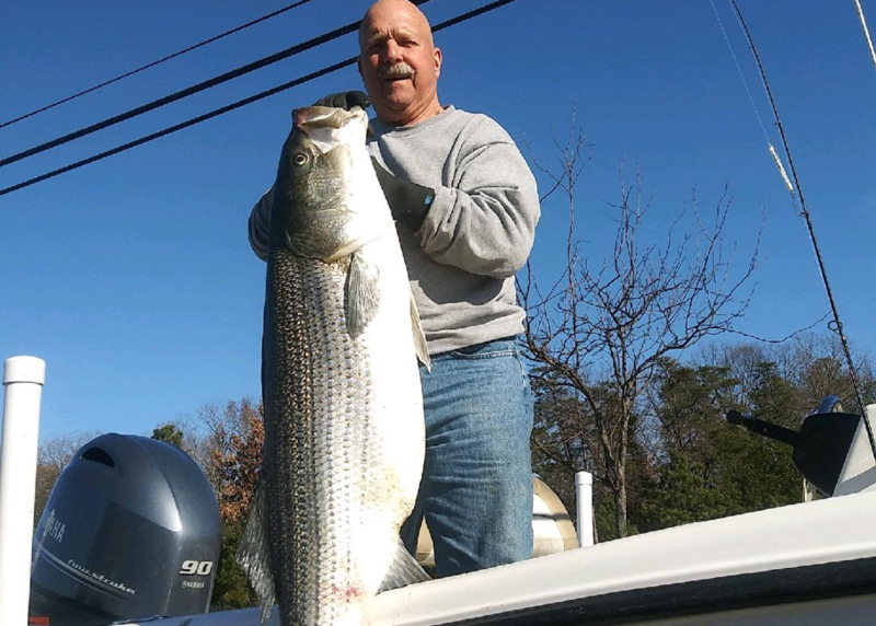 lower bay monster rockfish