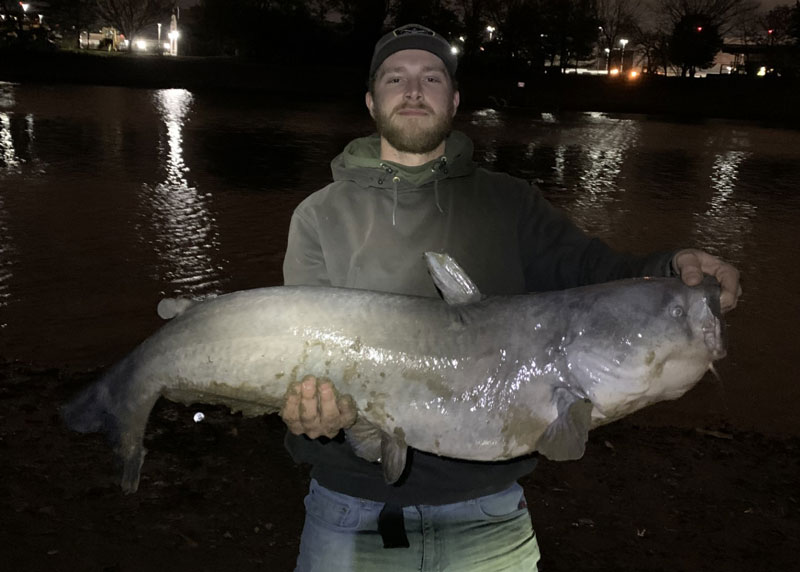 huge blue catfish in the rivers