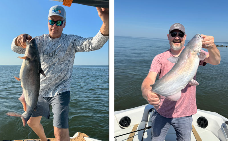 Lower bay blue catfish