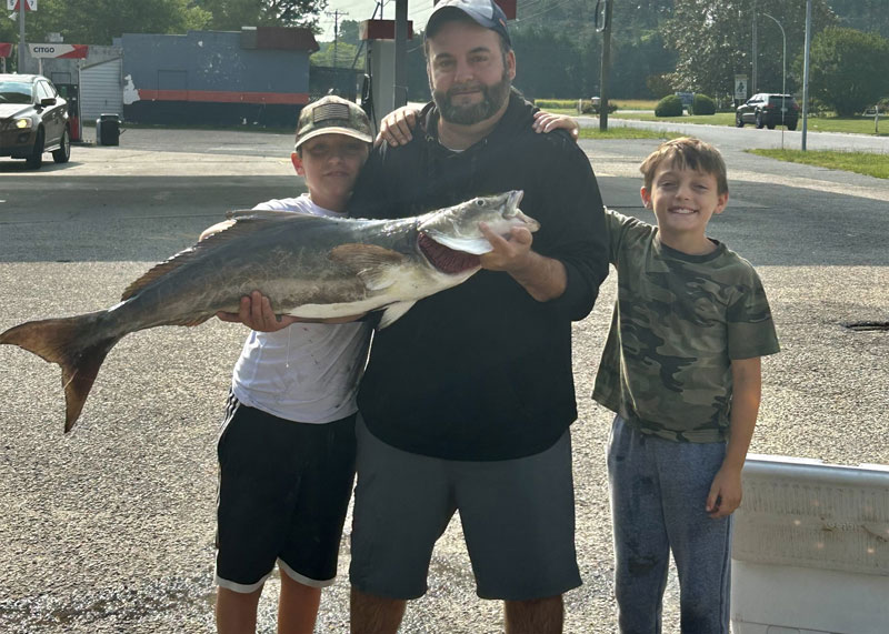 cobia caught in the lower chesapeake