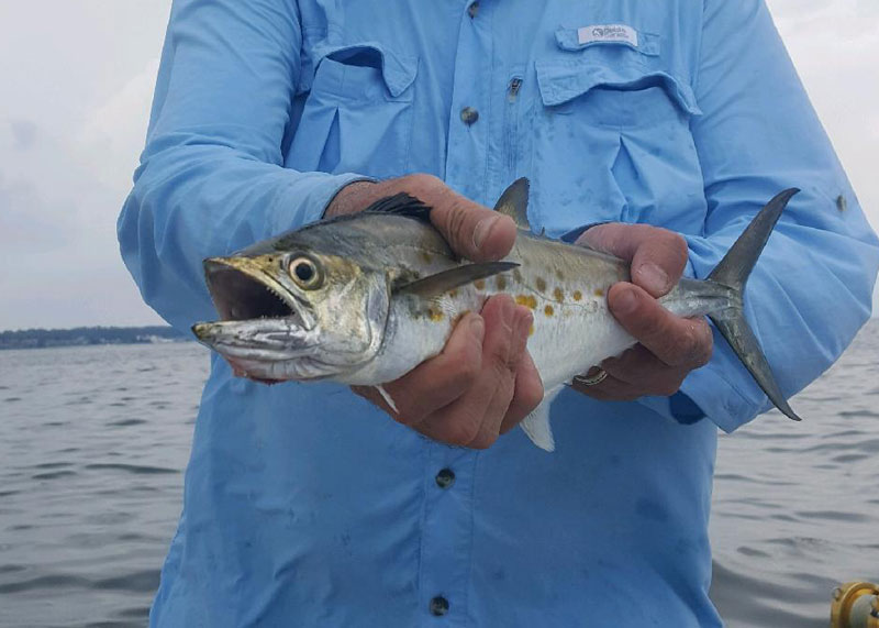 caught a spanish mackerel