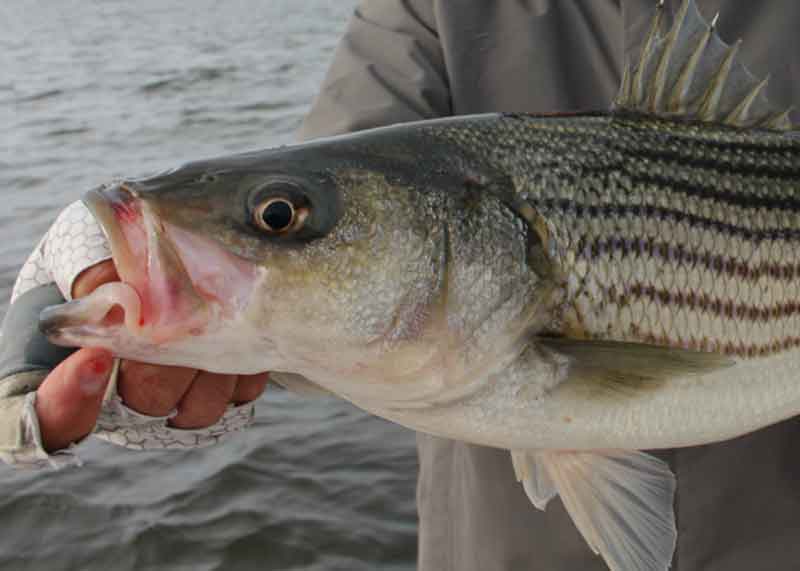 striped bass up close