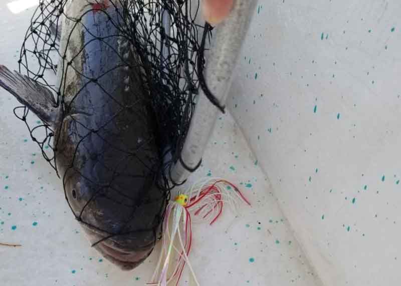 cobia in a net