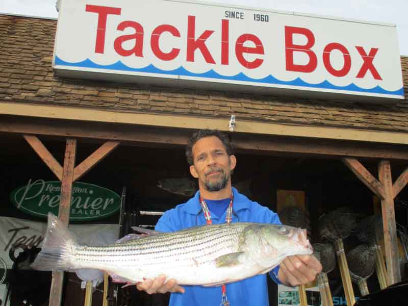 striper at the tackle box