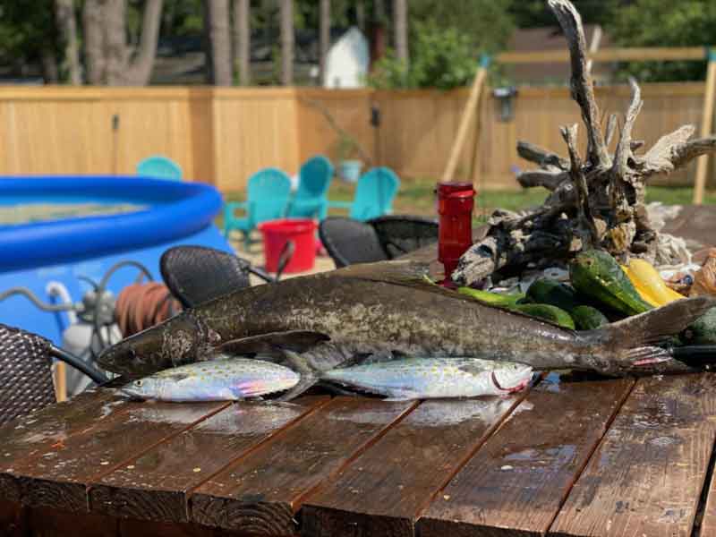 cobia and mackerel