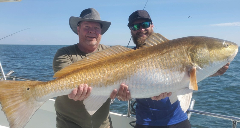 bull redfish