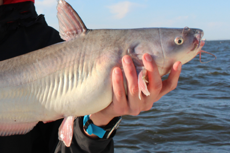 lower bay catfish