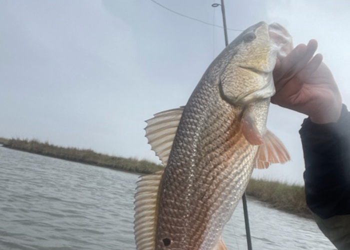 redfish