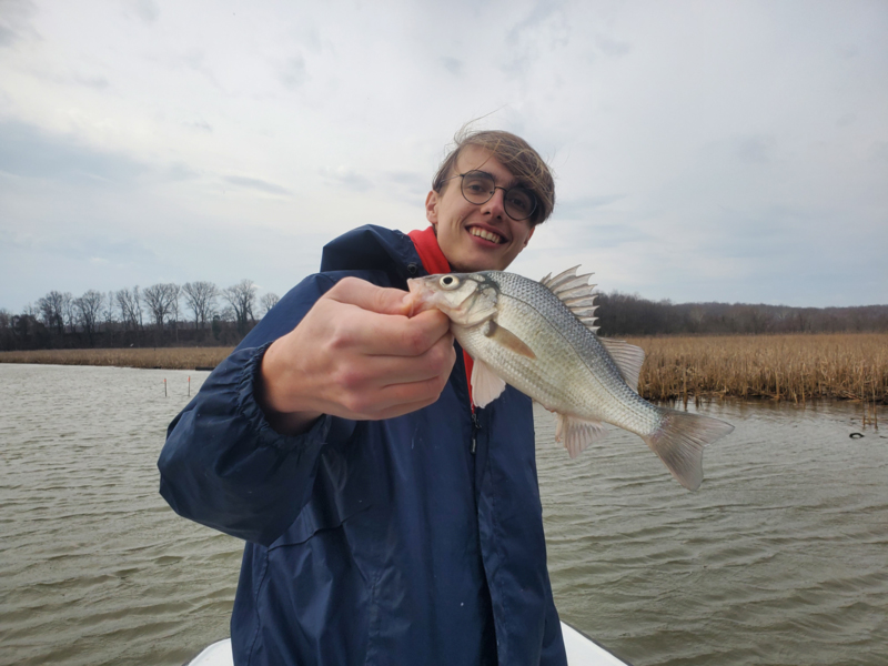 white perch fishing