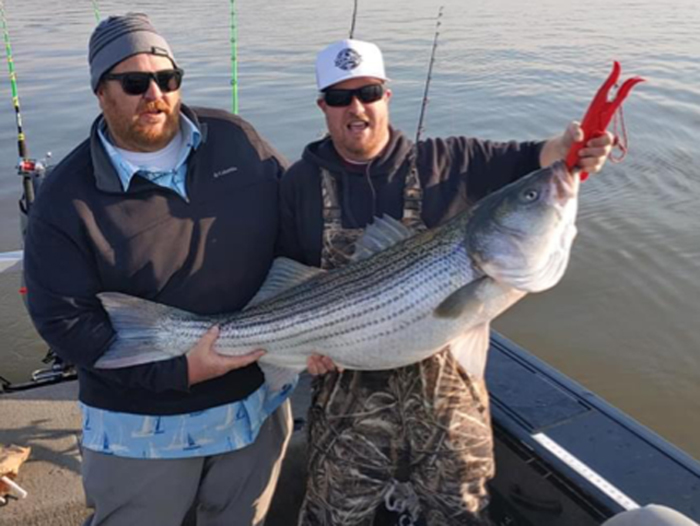 potomac river striped bass