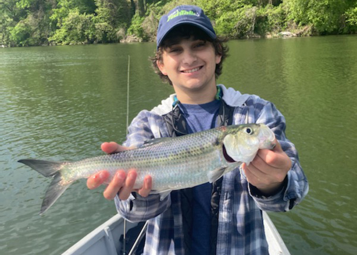 potomac river shad