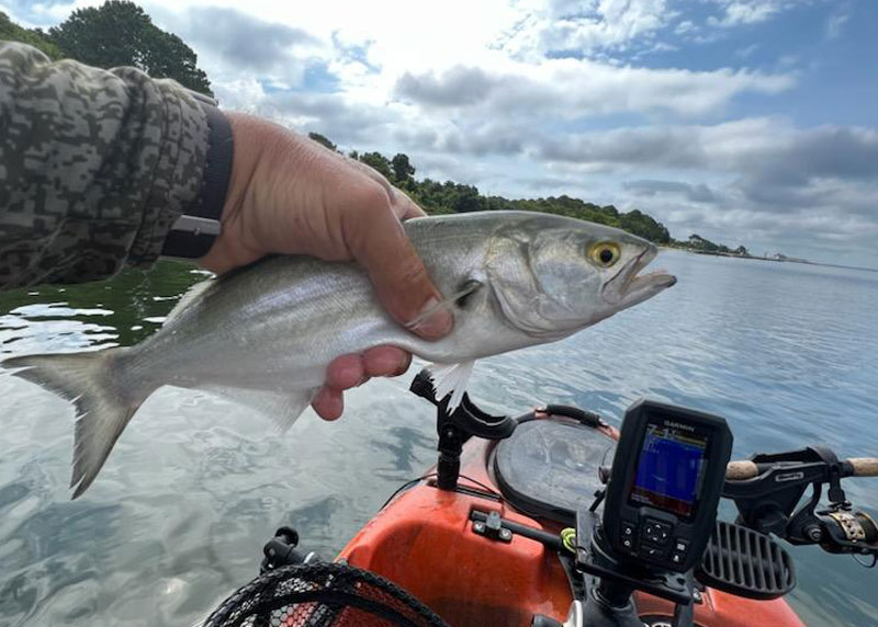 bluefish showed up