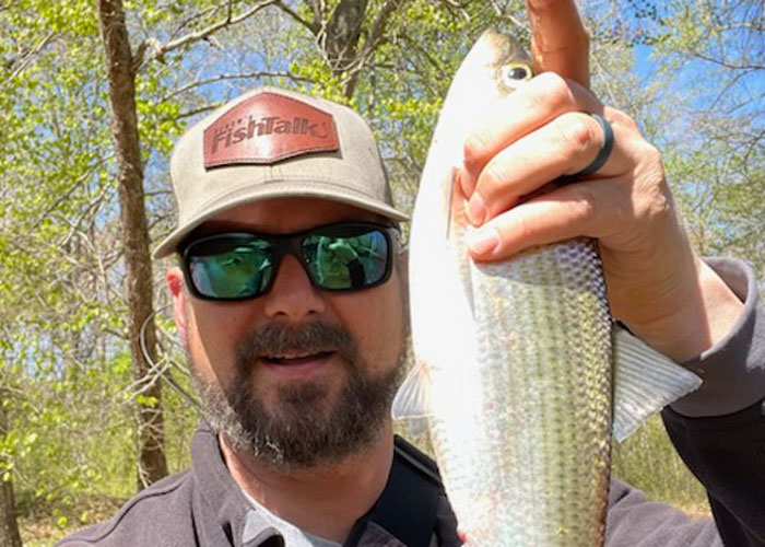 lower bay tributary shad