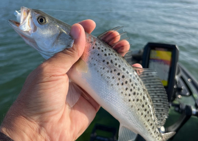 lower bay speck