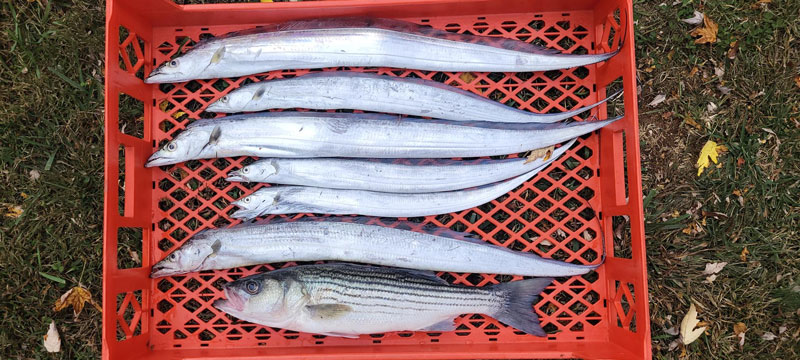 cutlassfish and rockfish in the lower bay