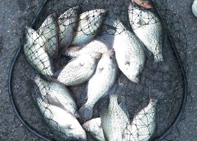crappie in a net