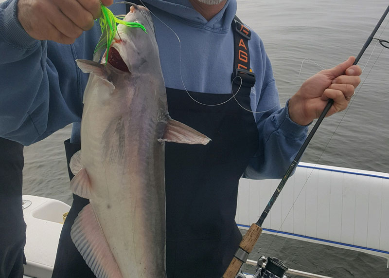 blue catfish on lure