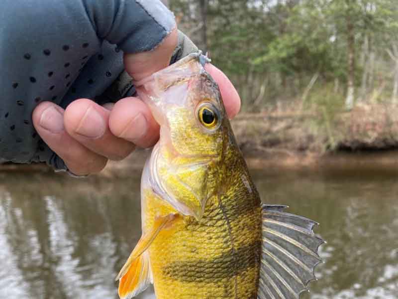 yellow perch fishing
