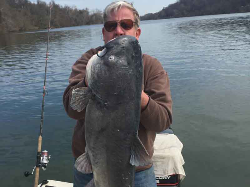 huge monster catfish