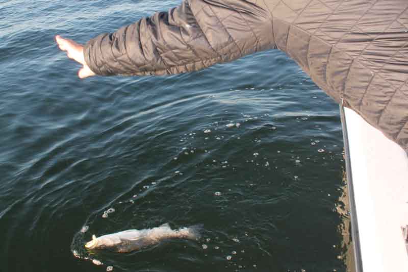 rockfish on a jig