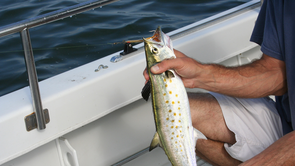 spanish mackerel fishing spoon